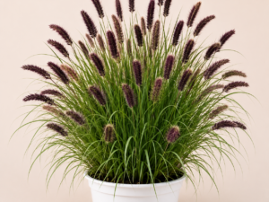 Pennisetum Moudry