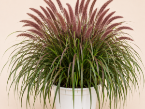 Pennisetum Redhead