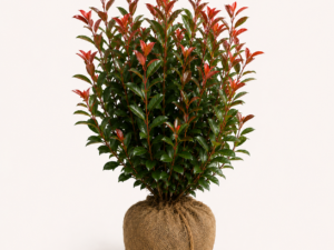 Photinia Carre Rouge