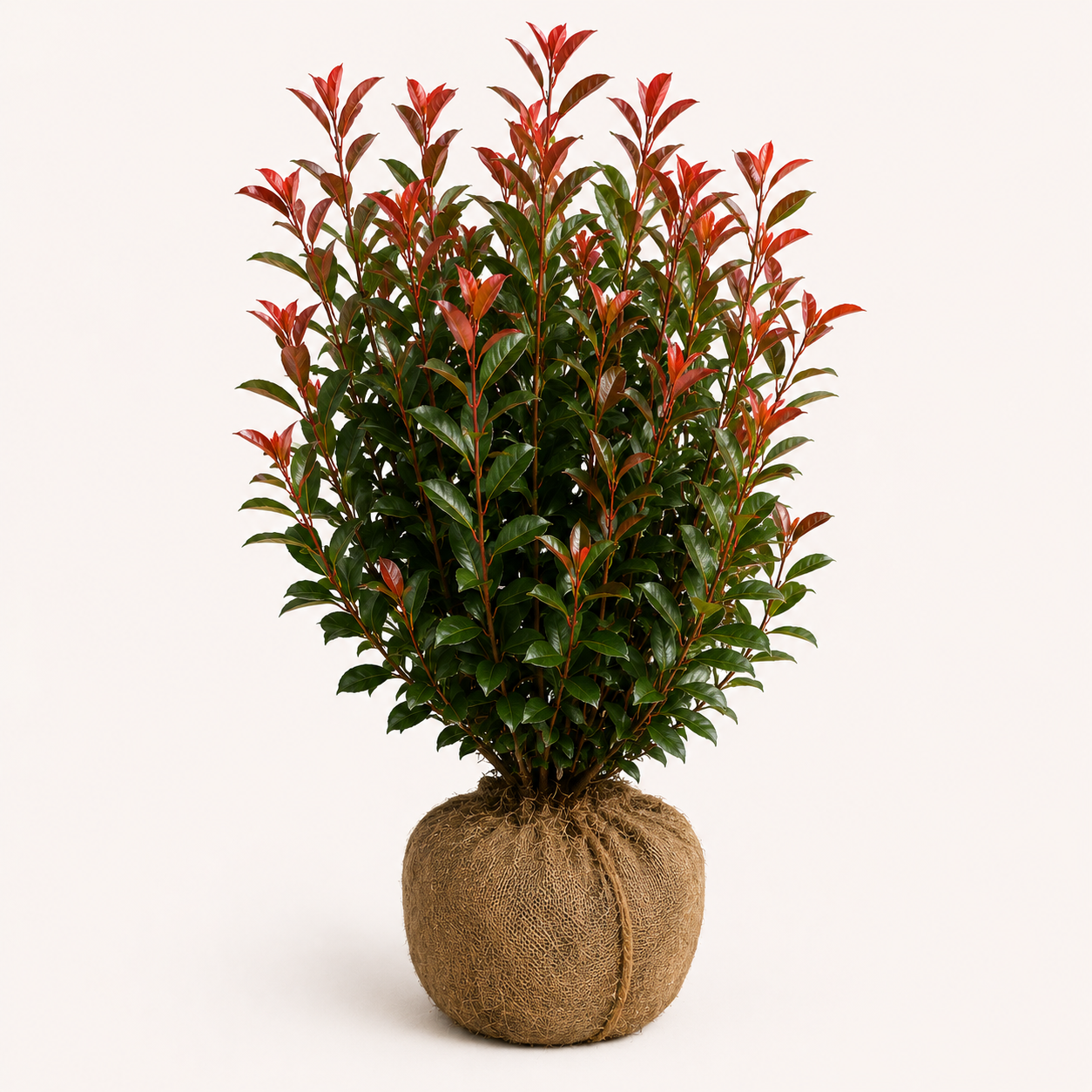Photinia Carre Rouge