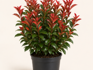 Photinia Carre Rouge