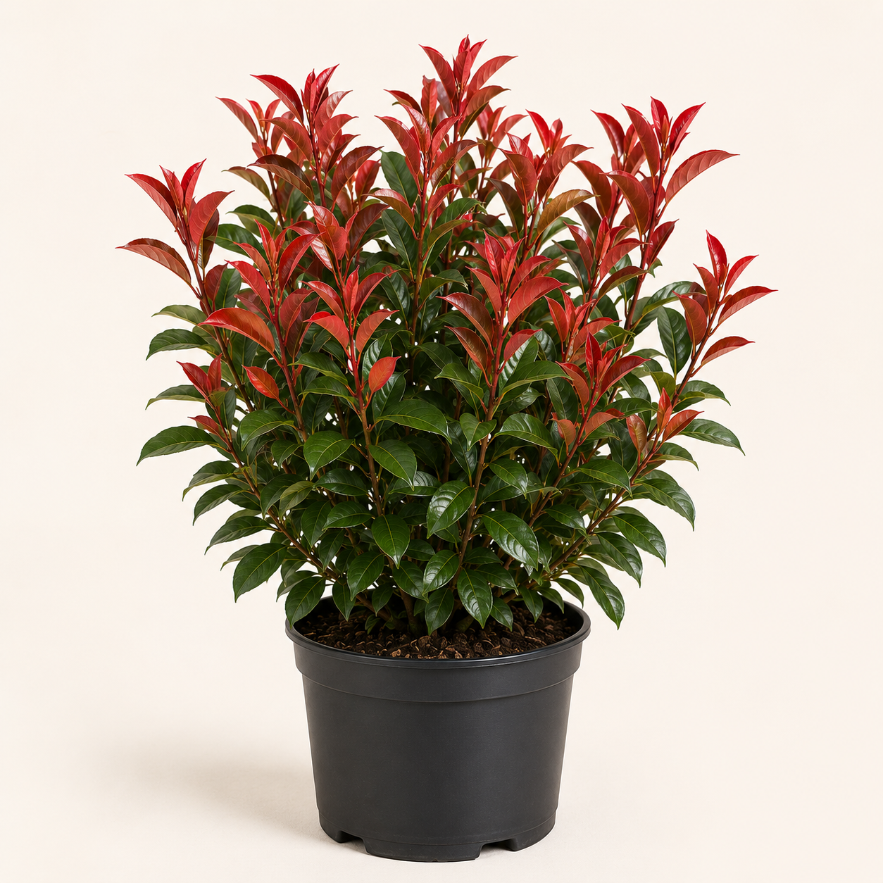 Photinia Carre Rouge