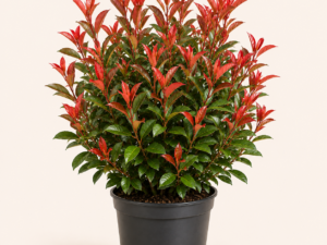 Photinia Little red robin