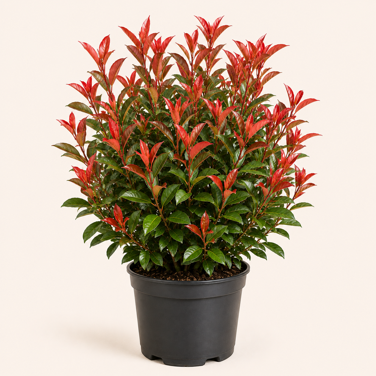 Photinia Little red robin