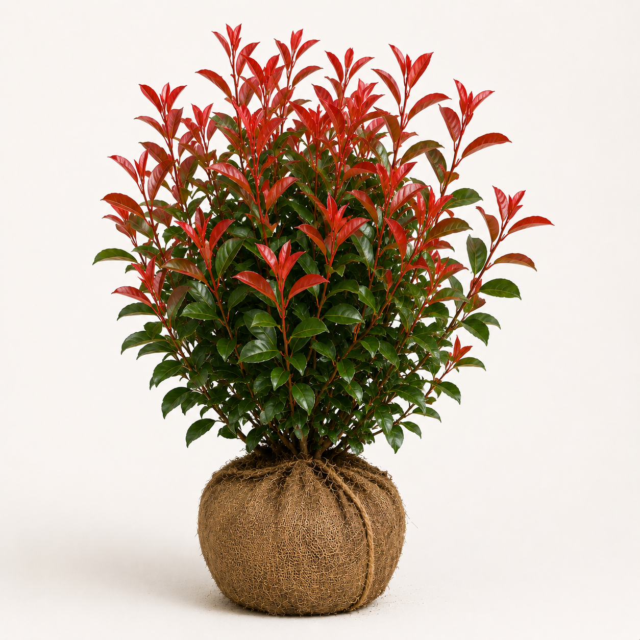 Photinia Red Robin