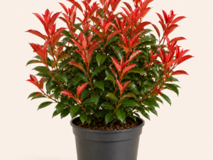 Photinia Red Robin