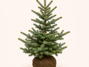 Picea omorika