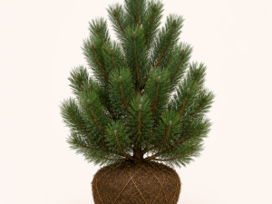 Pinus Nigra Nigra