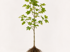 Platanus hispanica