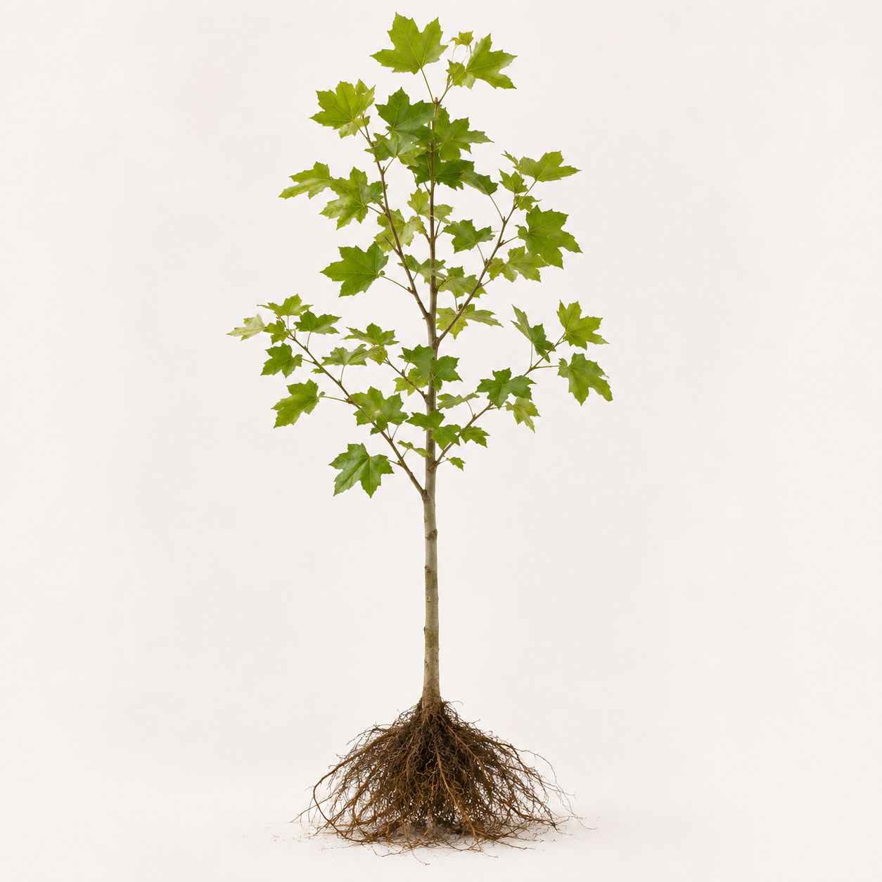 Platanus hispanica