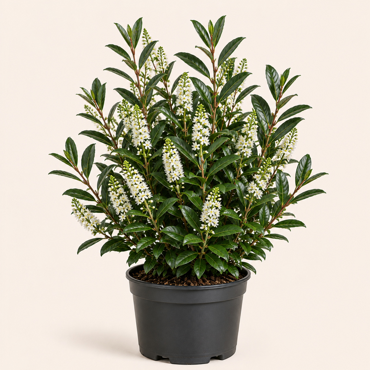 Prunus Caucasica
