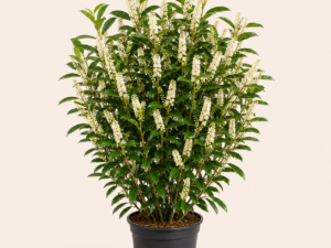 Prunus Novita