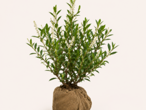 Prunus Otto Luyken