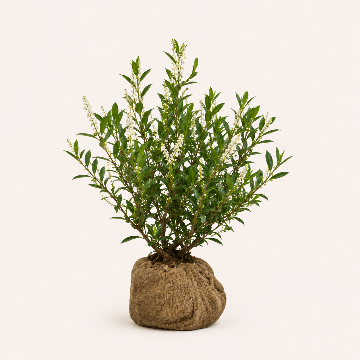 Prunus Otto Luyken