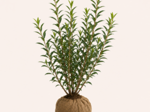 Prunus lusitanica angustifolia