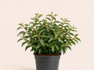 Prunus lusitanica angustifolia