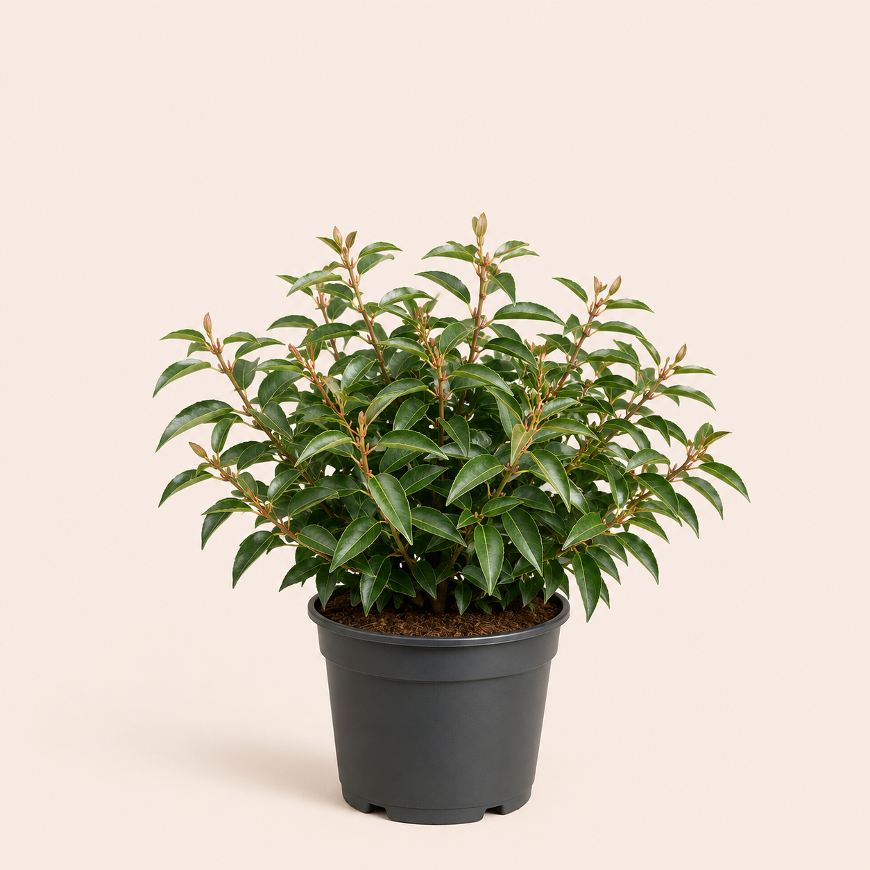 Prunus lusitanica angustifolia