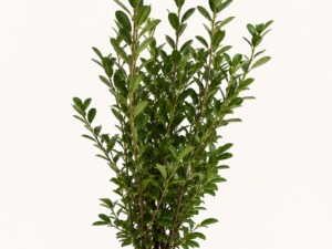 Prunus rotundifolia