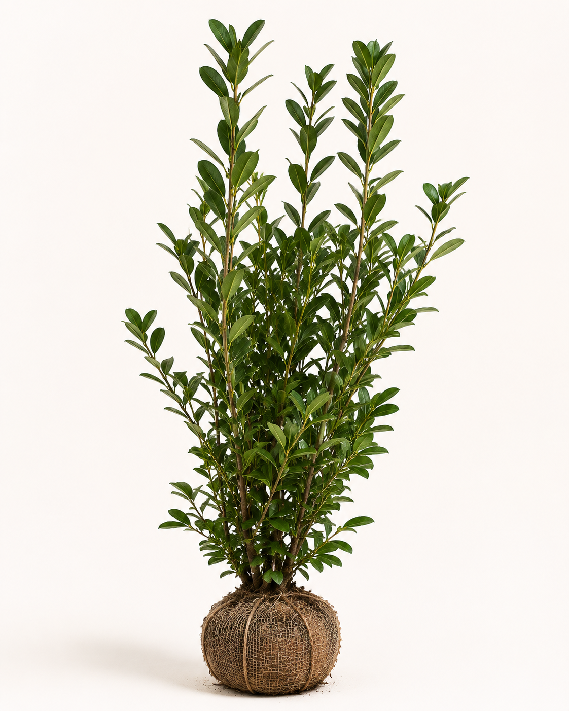 Prunus rotundifolia
