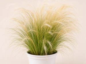 Stipa Ponytails
