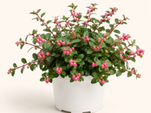 Symphoricarpos Hancock