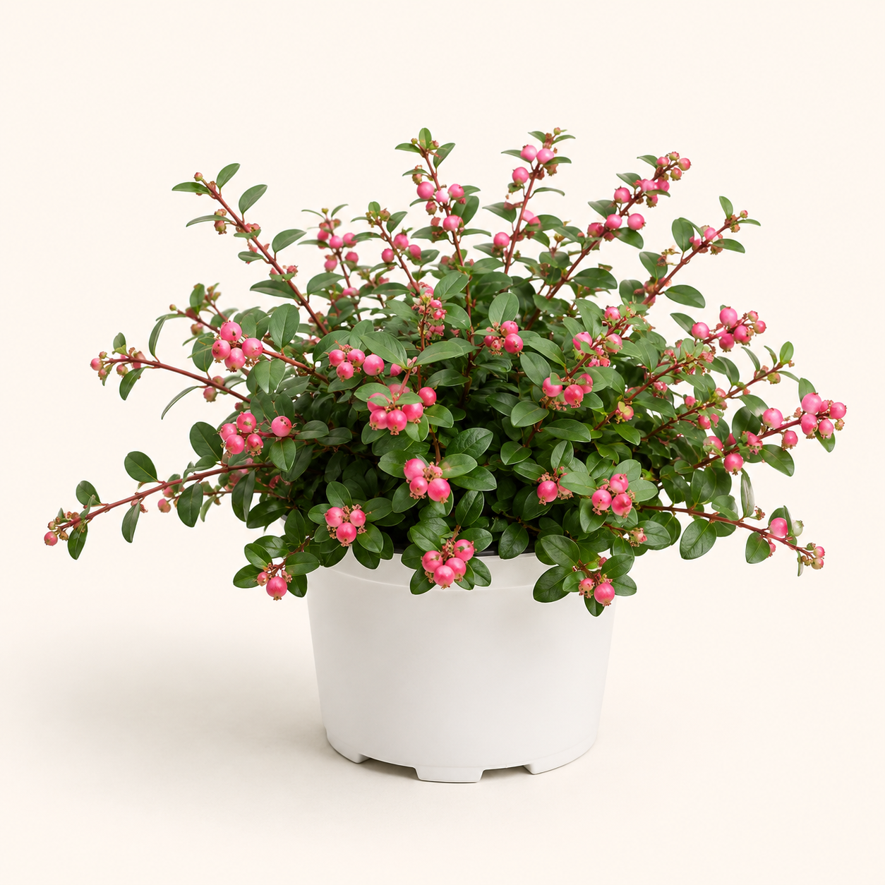 Symphoricarpos Hancock