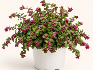 Symphoricarpos Magic Berry