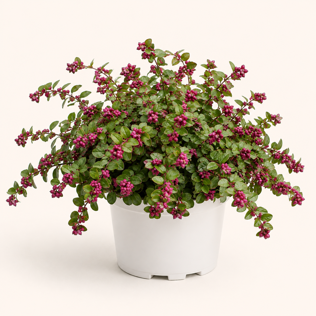 Symphoricarpos Magic Berry