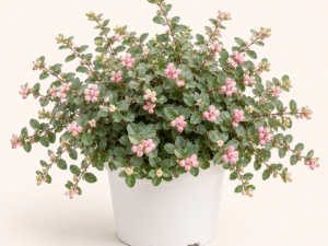 Symphoricarpos Mother of Pearl