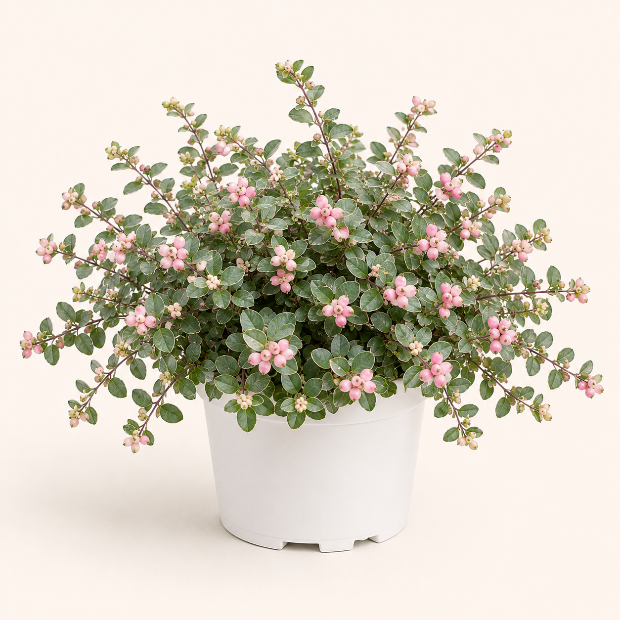 Symphoricarpos Mother of Pearl