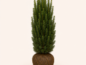 Taxus Fastigiata