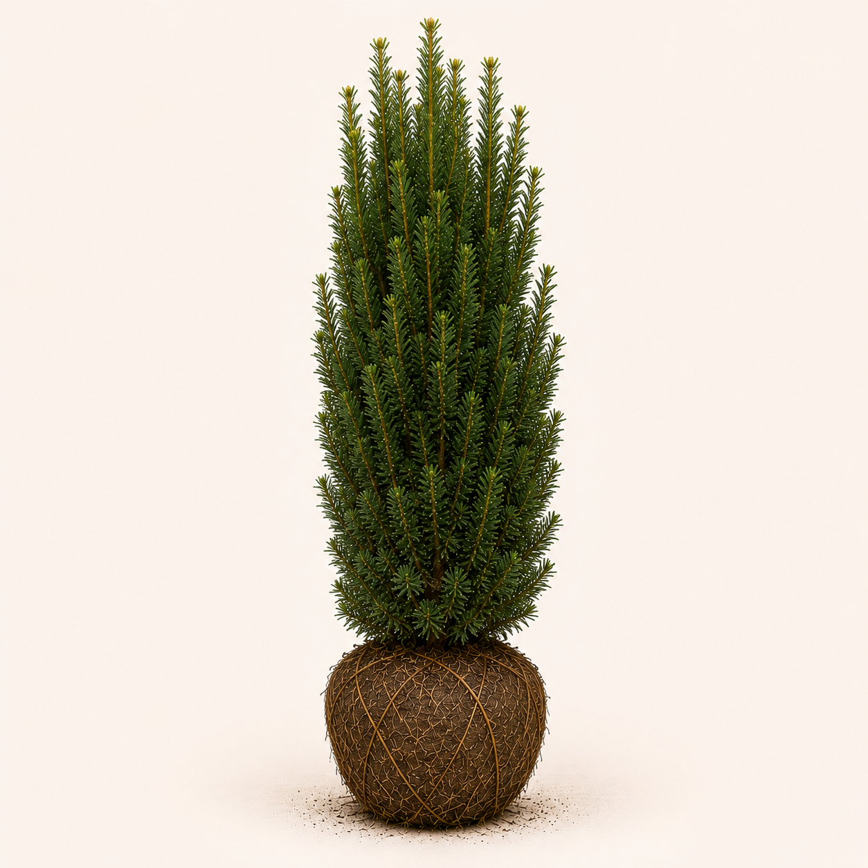Taxus Fastigiata