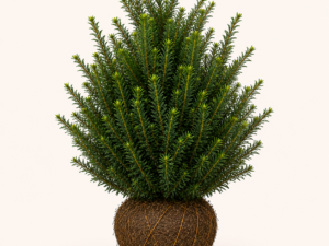 Taxus Media Hicksii