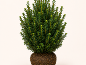 Taxus baccata