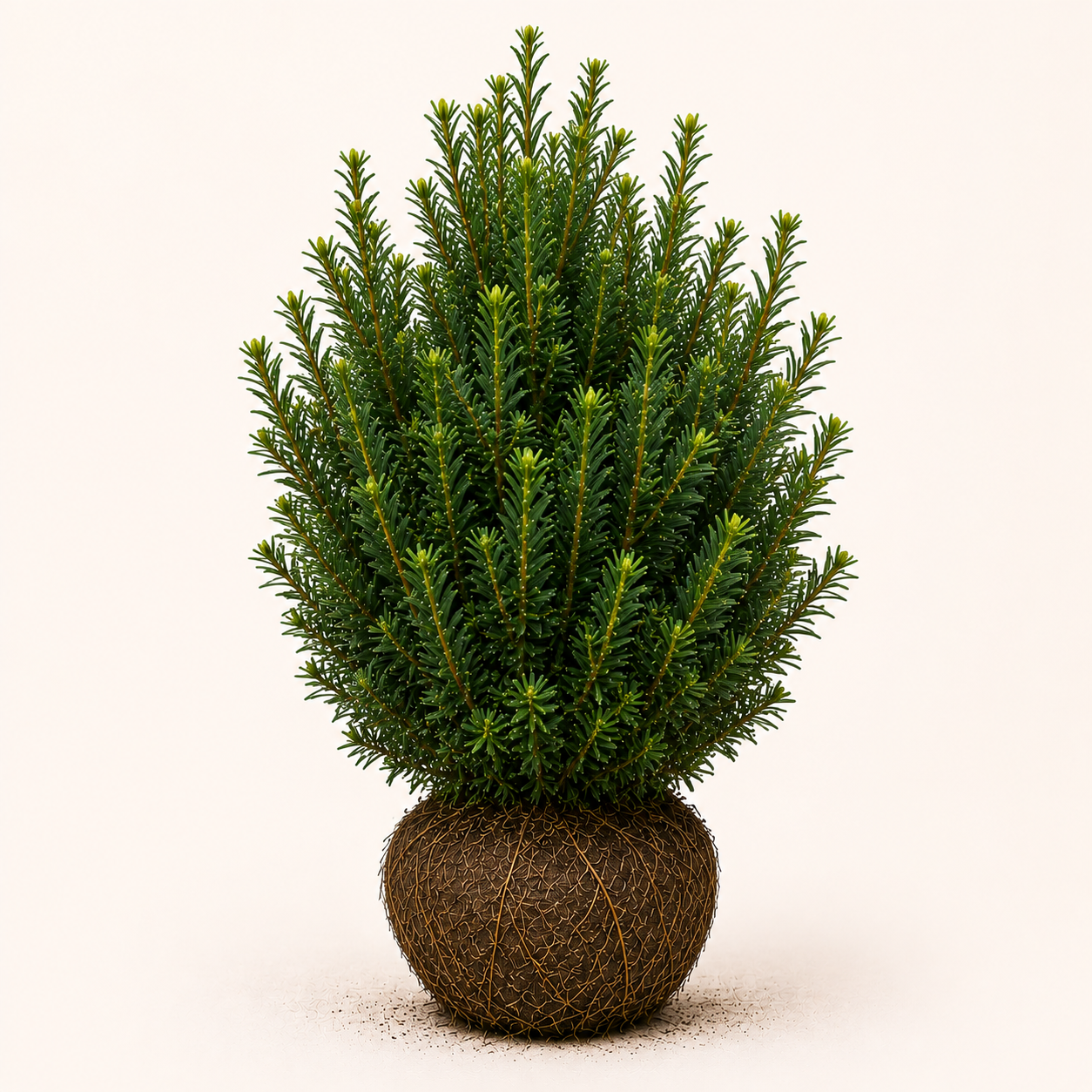Taxus baccata