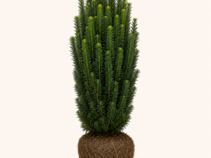 Taxus fastigiata robusta