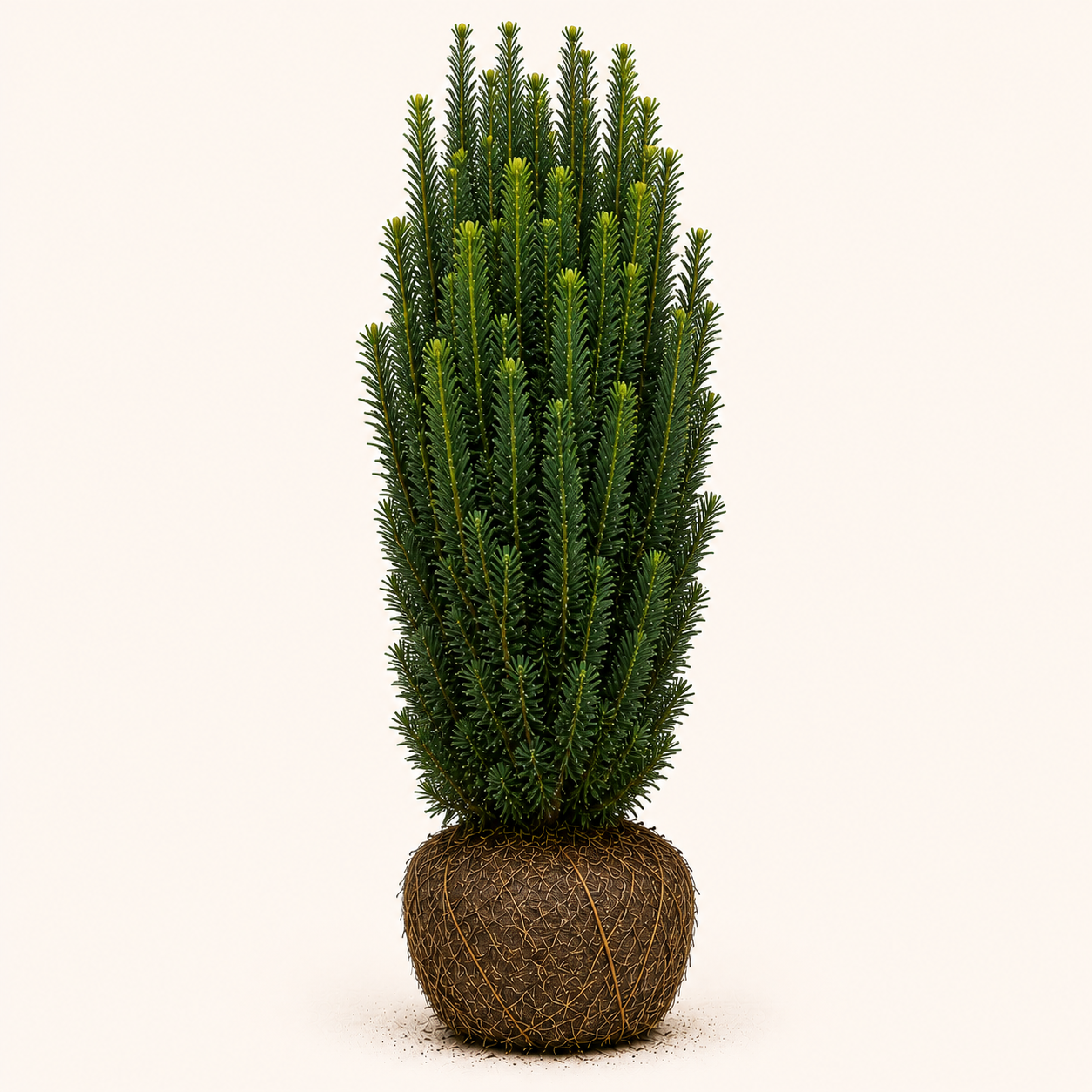 Taxus fastigiata robusta