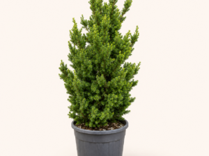 Taxus media Hillii