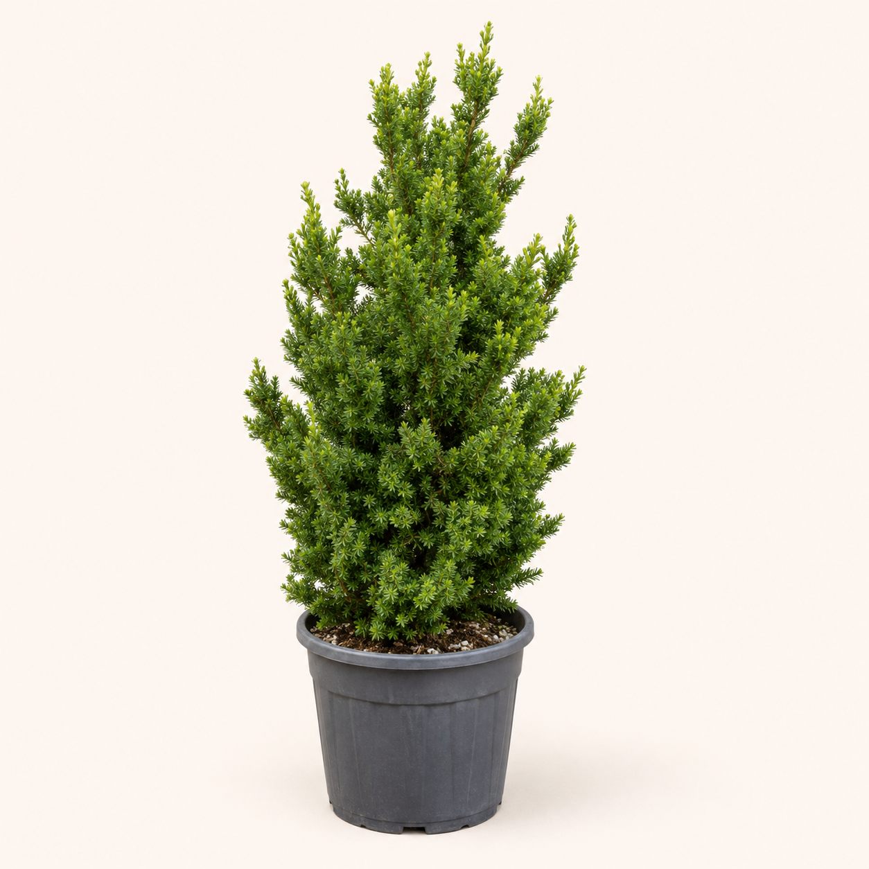 Taxus media Hillii