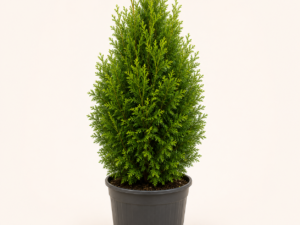 Thuja Brabant