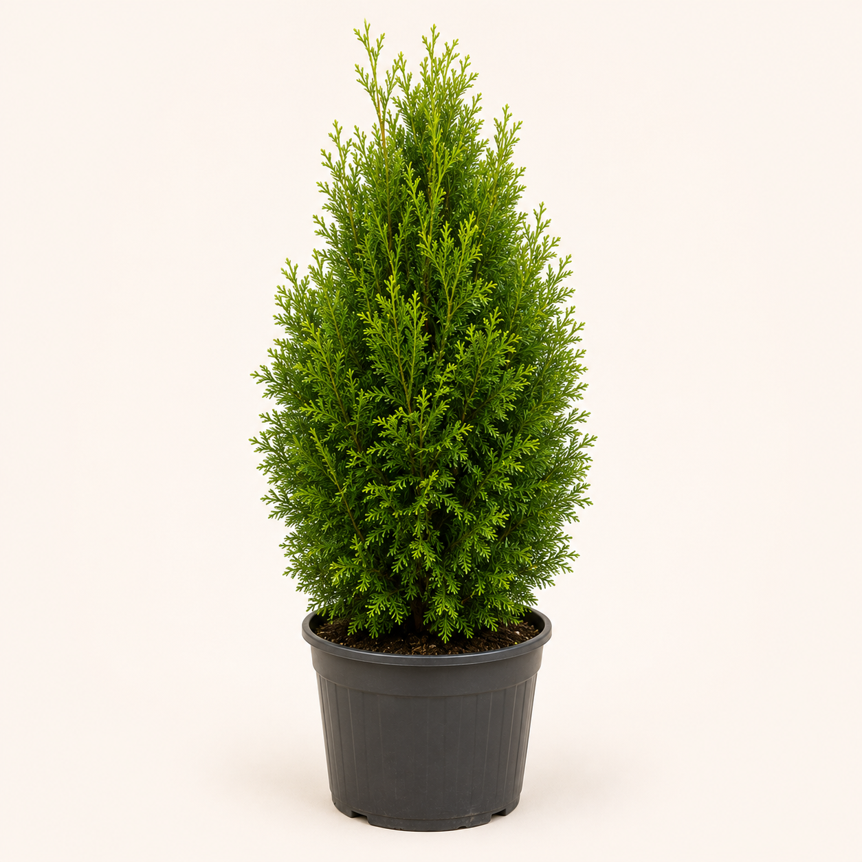 Thuja Brabant