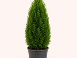 Thuja Smaragd