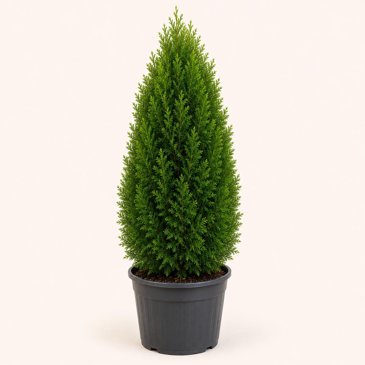 Thuja Smaragd