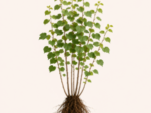 Tillia Cordata