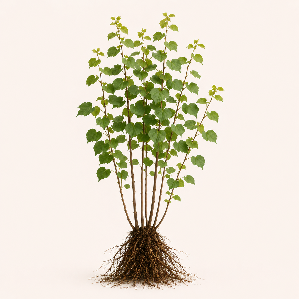Tillia Cordata