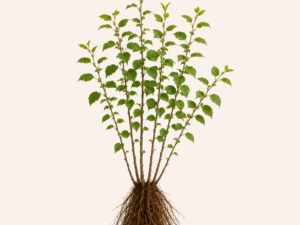 Ulmus Laevis
