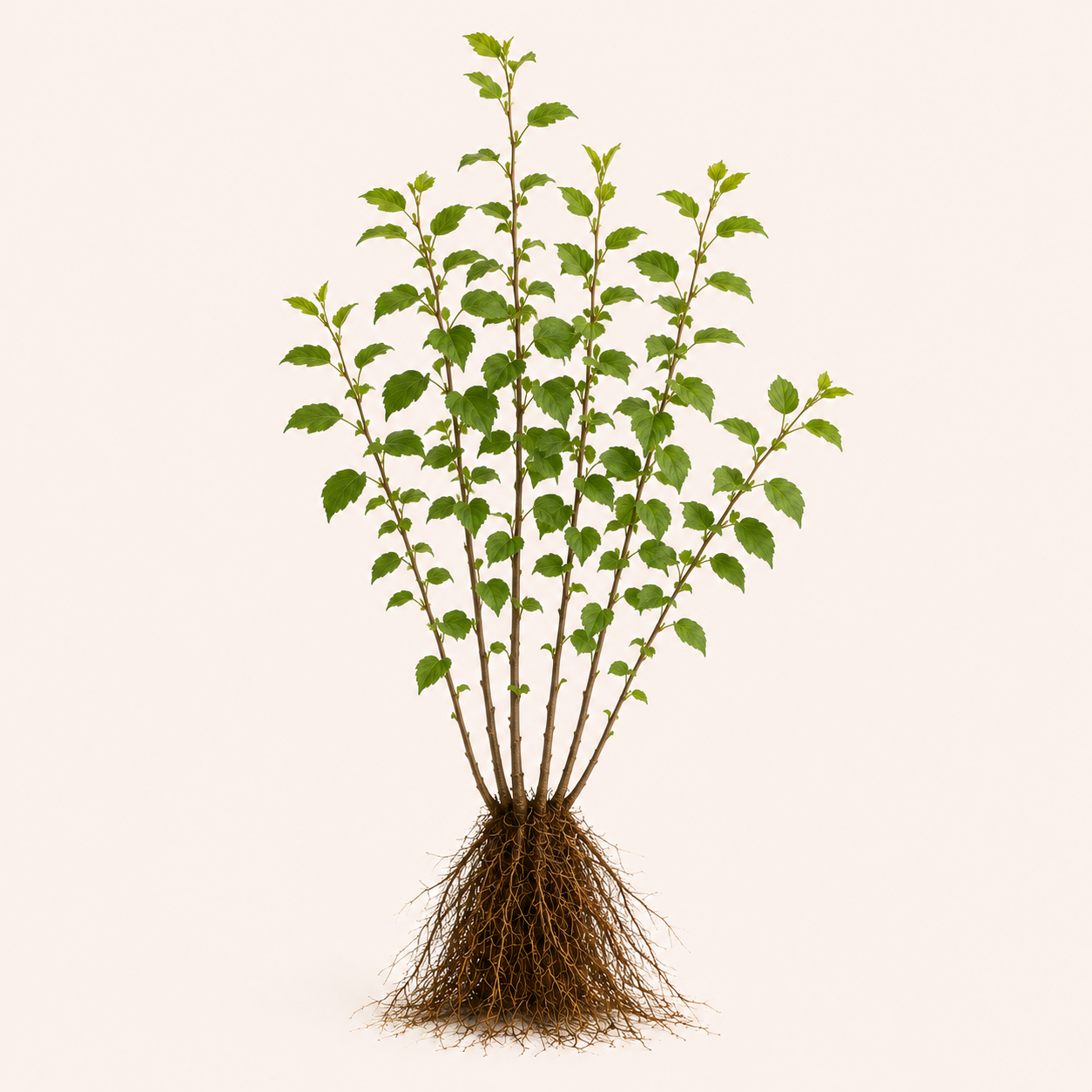 Ulmus Laevis