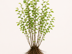 Ulmus Minor