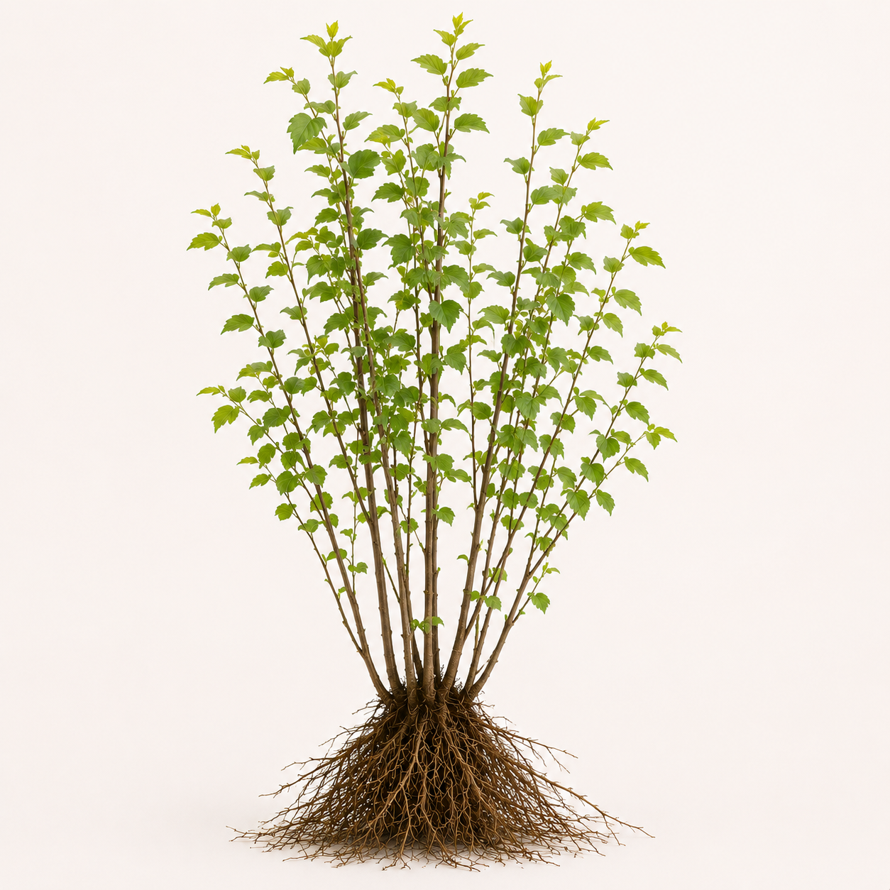 Ulmus Minor