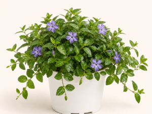 Vinca Major